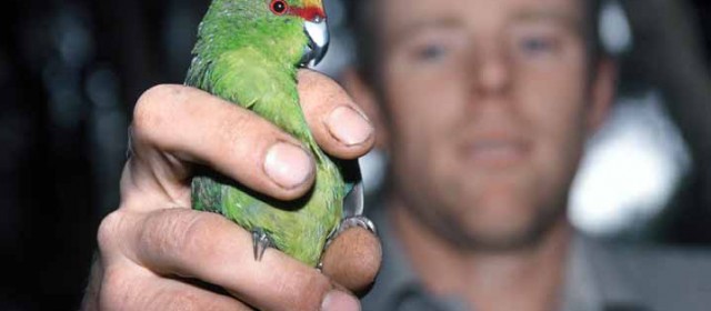 Parakeet ‘squatters’ start family on Mana Island