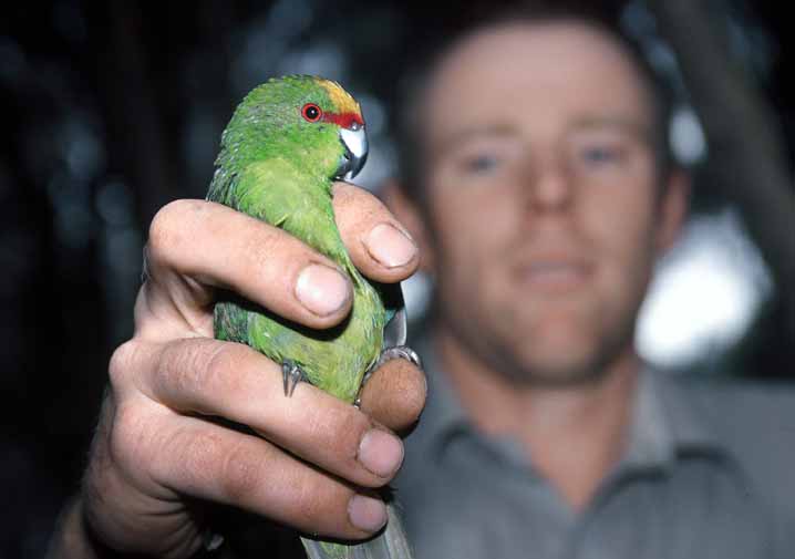 Parakeet ‘squatters’ start family on Mana Island