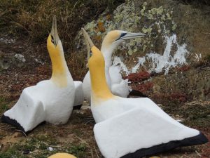 The story of Nigel the ‘lonely’ gannet on Mana Island