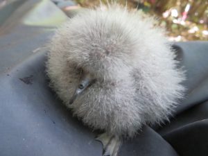 White-faced storm petrel translocation project 2019-2021