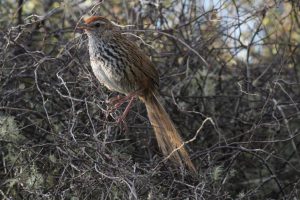 Fernbirds successfully transferred to Mana Island