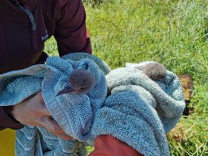 Rescued fluttering shearwater chicks