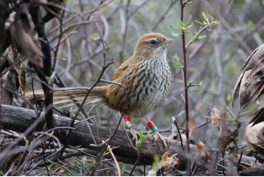 Fernbird monitoring shows breeding is happening, 2021