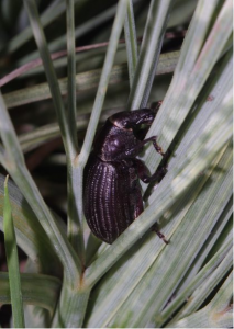 Speargrass weevil survey gets underway, Feb 2021