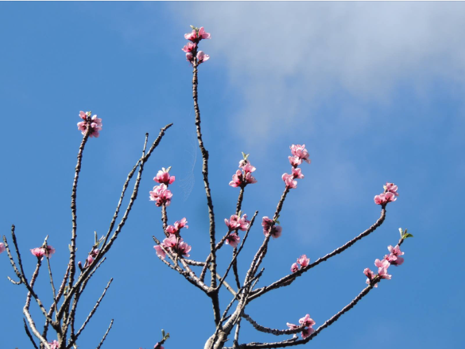 Peach tree blossom